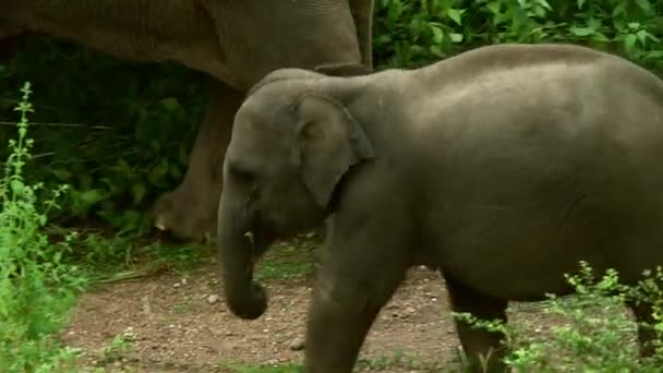 Madre Elefante Bebé Pasan Tiempo Juntos Mientras Madre Come Hierba — Vídeo de stock