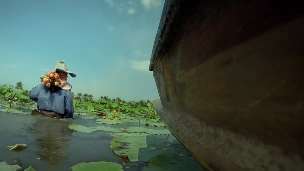 Mart 2018 Çiftçi Tayland Nakhon Pathom Günbatımında Pembe Nilüfer Lotus — Stok video