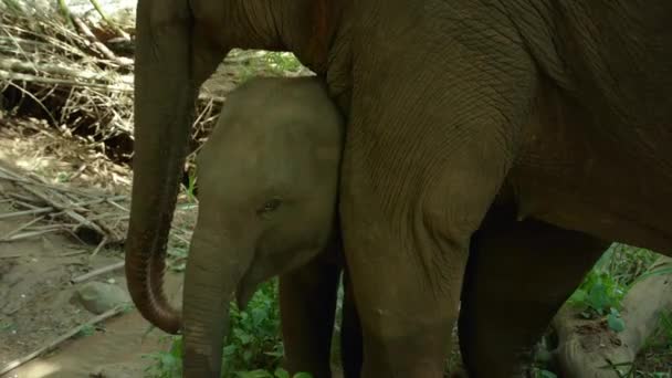 象の母親と赤ちゃんは一緒に時間を過ごし 母親は草を食べ 赤ちゃんは母親を観察し タイのプラチャップカーリ県のクイブリ国立公園で彼の母親に従います — ストック動画
