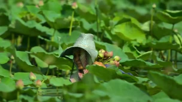 Maart 2018 Boer Oogst Roze Waterlelie Lotus Tijdens Zonsondergang Nakhon — Stockvideo