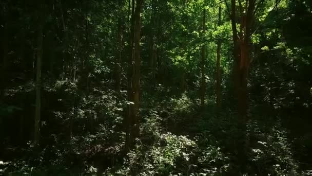 タイ王国世界遺産カオヤイ国立公園の森の中 — ストック動画