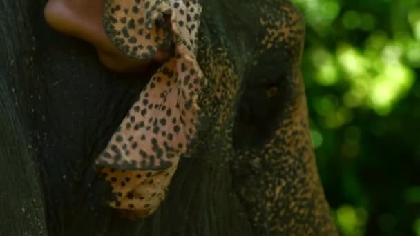 Mahout Και Ελέφαντας Πόδια Μέσα Από Ζούγκλα Στο Εθνικό Πάρκο — Αρχείο Βίντεο