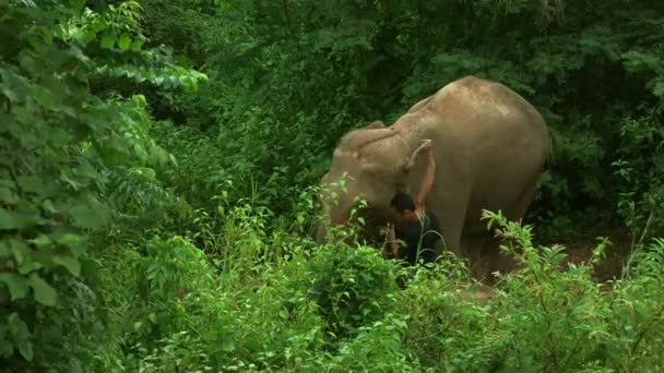 Mahout和大象在国家公园Maetaman Elephant Camp Chiang Mai Thailand穿过丛林 — 图库视频影像