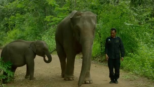 Mahout Slon Procházka Džunglí Národním Parku Maetaman Elephant Camp Chiang — Stock video