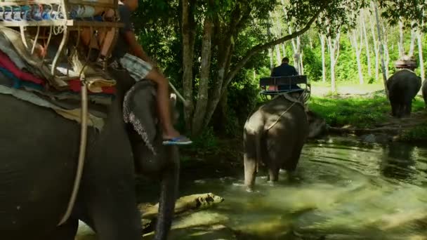 Feb 2019 Tourist Riding Elephants Jungle National Park Maetaman Elephant — Stock Video