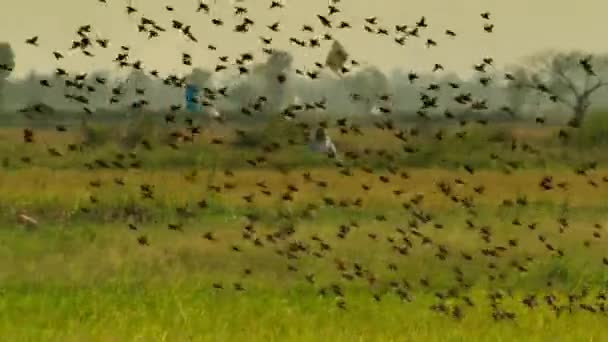 Group Chestnut Munia Beautiful Bird Paddy Field Thailand — Stock Video