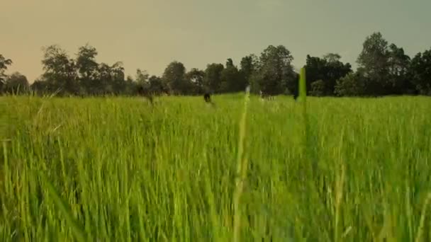Kasım 2018 Tayland Prachuap Khiri Khan Kentinde Pirinç Tarlasında Konteynerlerle — Stok video