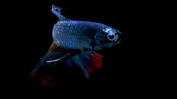 Mavi Renkli Siyam Dövüşçü Balığı Bilinen Adıyla Plakat Thai Betta — Stok video