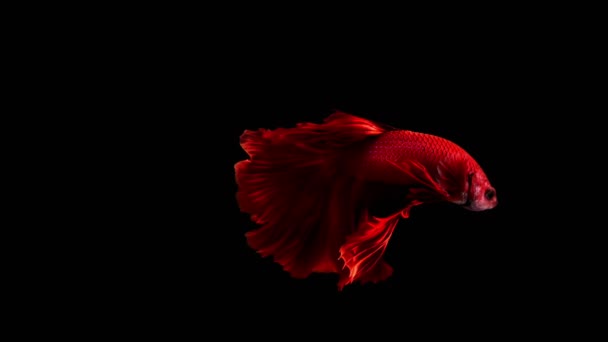 Slow Motion Red Color Siamese Fighting Fish Well Known Name — Vídeos de Stock