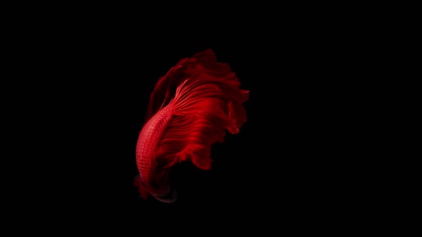 Slow Motion Red Color Siamese Fighting Fish Well Known Name — Stock Video