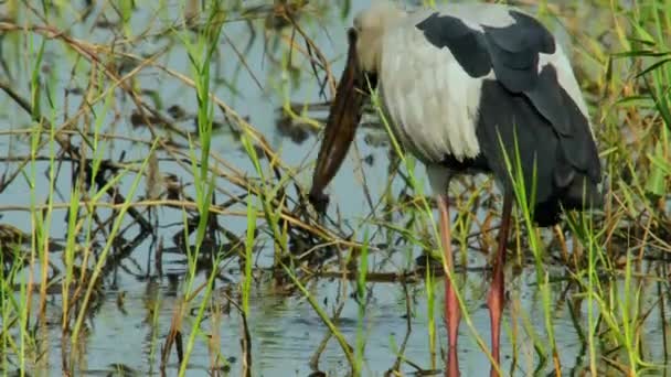 Openbill Stork Eating Pomacea Canaliculata Golden Apple Snail Paddy Field — Stock video