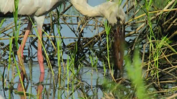 Openbill Stork Äter Pomacea Canaliculata Eller Golden Apple Snigel Paddy — Stockvideo