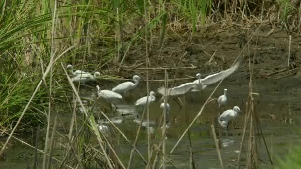 Biały Egret Jest Poszukiwanie Żywności Zielonym Krzaku Plantacji Pole Ryżowe — Wideo stockowe