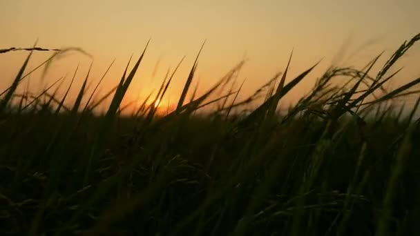 Akşamları Pirinç Tarlaları Esen Rüzgar Manzarası Güneş Kırsalda Parlıyor Tayland — Stok video