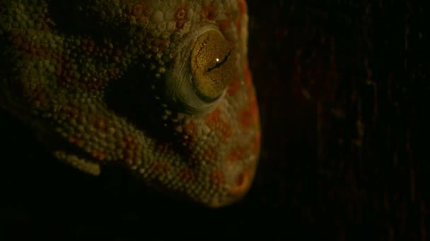 Closeup Gecko Gecko Tokay Falon Éjjel Fából Készült Háttér Vidék — Stock videók