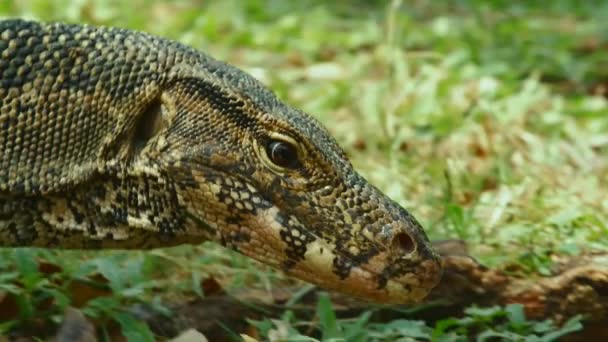 Närbild Vatten Bildskärm Ödla Går Gräset Lumpini Park Bangkok Thailand — Stockvideo