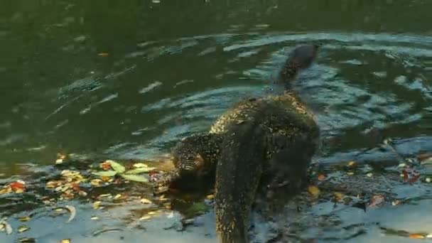 水モニタートカゲ Varanus救助者 バンコクのルンピニー公園の池でゆっくりと泳いでいます — ストック動画