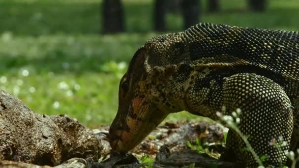 Primo Piano Monitor Dell Acqua Lucertola Sta Mangiando Sull Erba — Video Stock