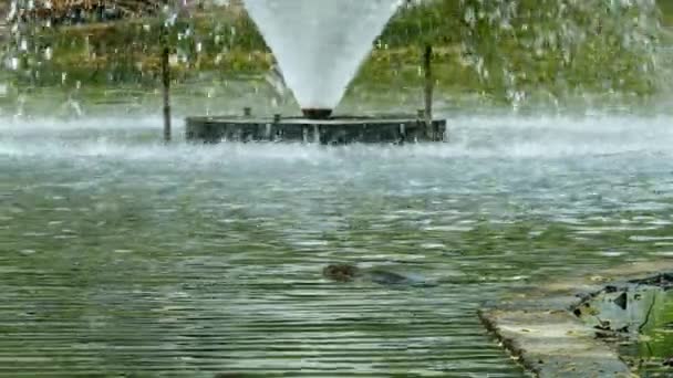 Vattenskärmsödlan Varanus Salvator Simmar Långsamt Dammen Lumpini Park Bangkok Thailand — Stockvideo