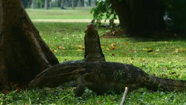 近くで何が起きているのでしょうか バンコクのルンピニー公園の芝生の上をトカゲが歩いています — ストック動画
