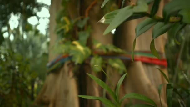 具有五彩缤纷的绳索的巴尼扬树 象征着将树作为僧人 用绳索作为一种精神保护令 — 图库视频影像
