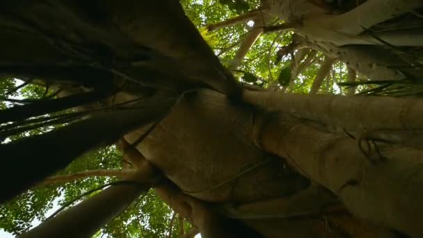 Árvore Banyan Deserto Floresta Selva Tropical Muitas Raízes Penduradas Plantas — Vídeo de Stock