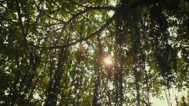 Banyan Baum Der Wildnis Des Tropischen Dschungels Viele Hängende Wurzeln — Stockvideo