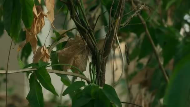 Closeup Asian Vine Snake Ahaetulla Prasina Crawling Countryside Sakaerat Bangkok — ストック動画