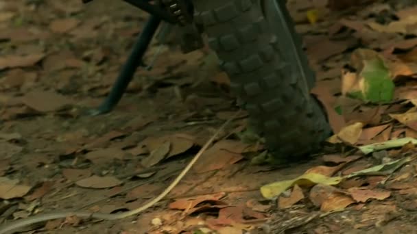 Closeup Asian Vine Snake Ahaetulla Prasina Está Rastejando Campo Sakaerat — Vídeo de Stock