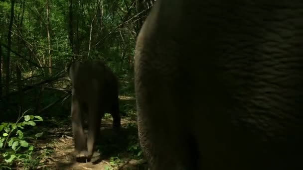 Madre Elefante Bebé Pasan Tiempo Juntos Mientras Madre Come Hierba — Vídeo de stock