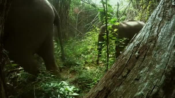 Madre Elefante Bebé Pasan Tiempo Juntos Mientras Madre Come Hierba — Vídeo de stock