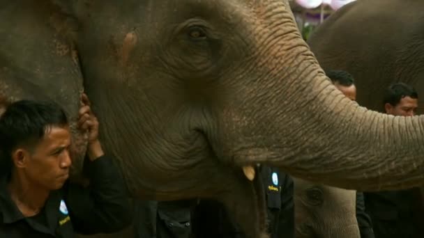 June 2018 Mahouts Elephants Walk Buddhist Ceremonies Releasing Animals Wild — Stock Video