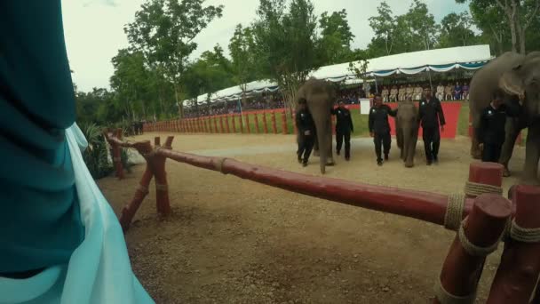 Juni 2018 Mahouts Und Elefanten Betreten Die Buddhistischen Zeremonien Tiere — Stockvideo
