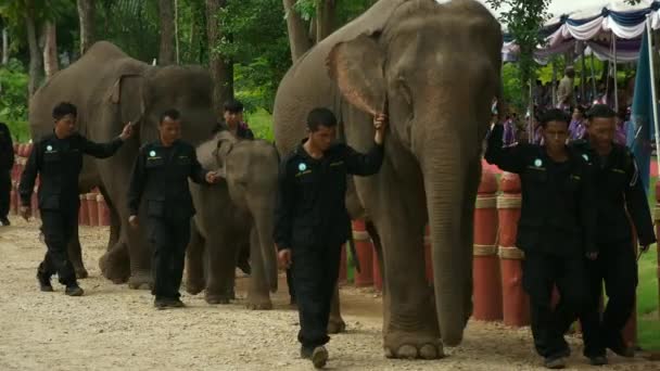 Junho 2018 Mahouts Elefantes Entram Nas Cerimônias Budistas Libertar Animais — Vídeo de Stock