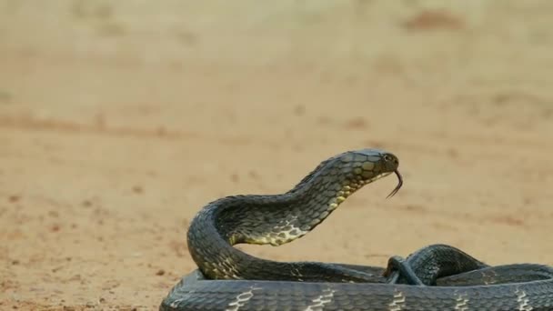 King Kobra Kígyó Mászik Földön Sakaerat Bangkok Thaiföld — Stock videók