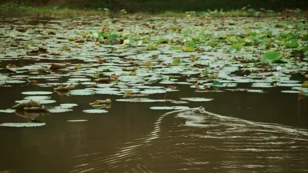 Zeitlupe Der Königskobra Schlange Schwimmt Einem Teich Sakaerat Bangkok Thailand — Stockvideo