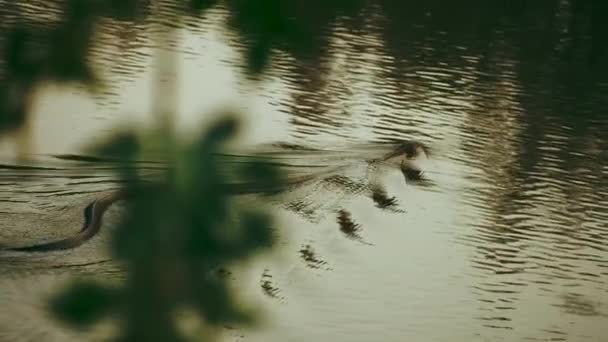Movimento Lento Cobra Rei Cobra Está Nadando Uma Lagoa Sakaerat — Vídeo de Stock