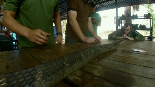 バンコクのサケラット研究所で捕らえられた科学者によって測定された王のコブラ — ストック動画