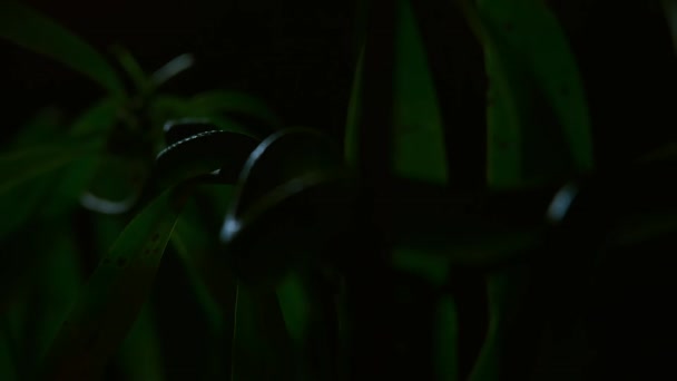Żmija Białogłowa Jadowita Żmija Endemiczna Azji Południowo Wschodniej Znaleziona Nocy — Wideo stockowe