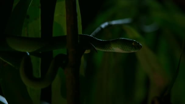 White Lipped Pit Viper Een Giftige Pit Viper Endemisch Zuidoost — Stockvideo