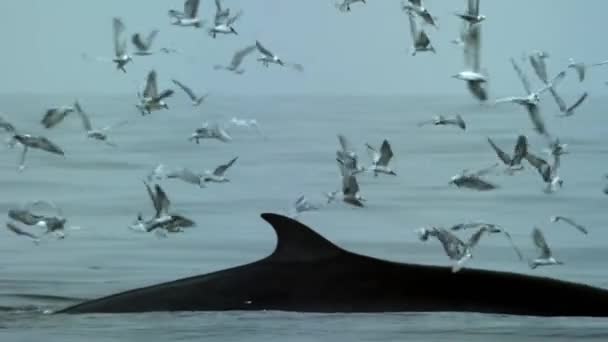 Pohled Brydeovu Velrybu Velrybu Mnoho Ptáků Letících Moři Velryba Ráje — Stock video