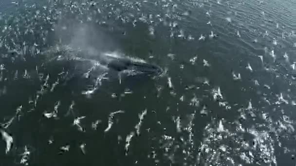 Vista Drone Baleia Baleia Bryde Sopro Muitos Pássaros Voando Mar — Vídeo de Stock