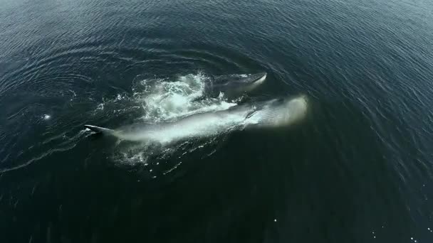 ブライドのクジラとクジラの打撃と海を飛ぶ多くの鳥 タイ湾のエデンのクジラのドローンビュー — ストック動画
