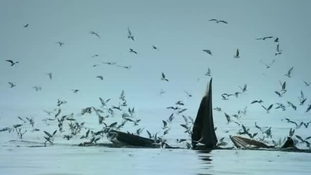 Drone Vista Ballena Bryde Golpe Ballena Muchas Aves Volando Mar — Vídeo de stock