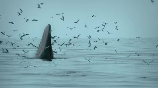 Dron Widok Bryde Wieloryb Cios Wieloryb Wiele Ptaków Latających Morzu — Wideo stockowe
