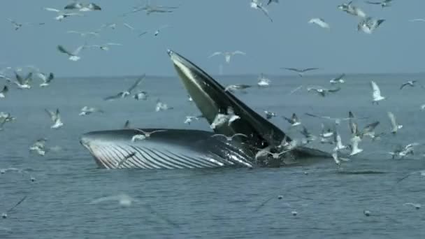 Vue Par Drone Coup Baleine Baleine Bryde Nombreux Oiseaux Volant — Video