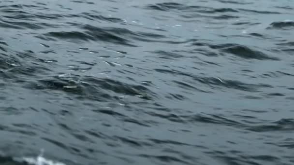 Petit Poisson Sautant Sautant Travers Surface Tranquille Lisse Océan Golfe — Video