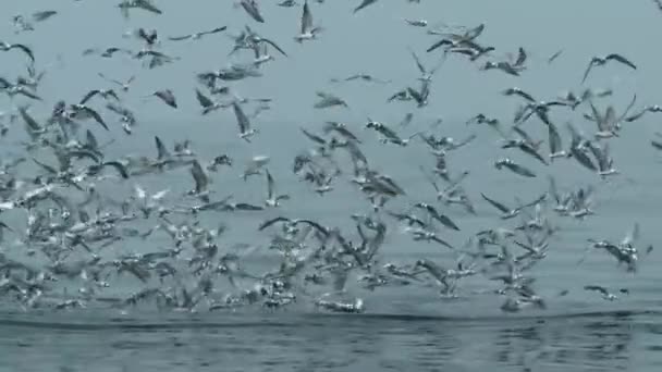 Stada Rybitw Zbierają Się Rywalizują Zjedzenie Małych Ryb Które Skaczą — Wideo stockowe