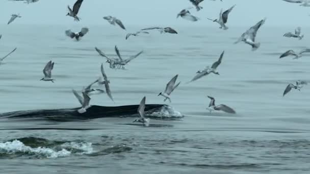 Drone Vista Ballena Bryde Golpe Ballena Muchas Aves Volando Mar — Vídeos de Stock