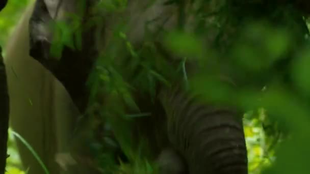 Мать Слон Ребёнок Проводят Время Вместе Пока Мать Ест Траву — стоковое видео